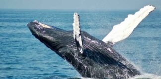 Organizaciones ambientales proponen proteger los océanos a candidatas presidenciales