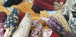 Organizaciones de México, EUA y Canadá hacen frente en defensa del maíz nativo