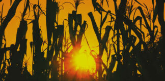 Sistema alimentario en México en manos de trasnacionales, señala estudio