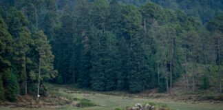 Ven a correr por el bosque de Amanalco