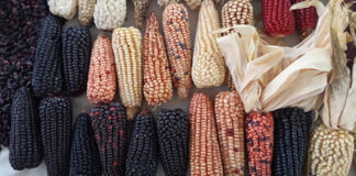 Organizaciones campesinas rechazan injerencia de gobiernos de EE.UU. y Canadá