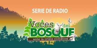 Comunidades forestales del EdoMex preservan su ecosistema ante el cambio climático