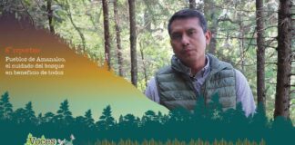 Pueblos de Amanalco, el cuidado del bosque en beneficio de todos #Reportaje