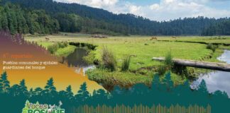 Pueblos comunales y ejidales, guardianes del bosque #Reportaje