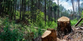 Reducción al presupuesto forestal facilita tala ilegal: CCMSS