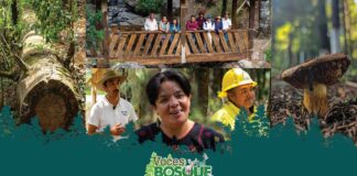 Cuidar del bosque comienza reconociendo a las comunidades forestales