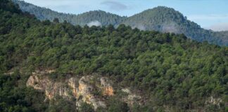 Experimento de privatización en Oaxaca se podría replicar en estados con mayoría de ejidos