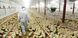 Amparo contra granja de Bachoco en Yucatán es un precedente importante: ProDESC