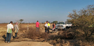 Denuncian tala ilegal por Línea K del Tren Interoceánico en Unión Hidalgo