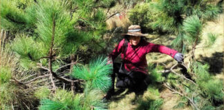 Atacan a comuneros que hacían manejo forestal en el Gran Bosque de Agua