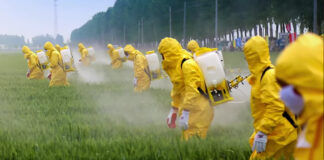 Se debe cumplir Decreto que prohíbe glifosato: Sin Maíz No Hay País