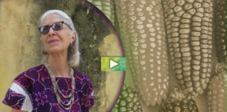 Transgénicos se apropian de las semillas del mundo