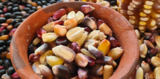 Nuestro maíz en disputa