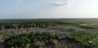 Península de Yucatán perdió 196 hectáreas de selva por día entre 2019 y 2023