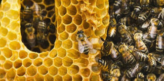 ONU reconoce que 35% de polinizadores están en peligro de extinción por plaguicidas