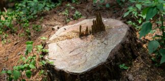 Organizaciones populares rechazan nueva Ley Ambiental de la CDMX