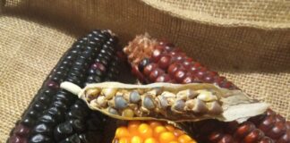 Más de 100 mil personas envían carta en favor del maíz nativo en vísperas del pánel de controversia