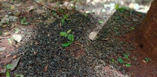 Ahora en Hopelchén, continúa mortandad de abejas por plaguicidas