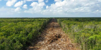 Grupo Xcaret desiste de megaproyecto hotelero en selva maya