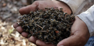 Alertan por nueva muerte masiva de abejas, ahora en Tizimín, Yucatán