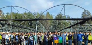 Pueblos originarios de Michoacán siembran un millón de pinos