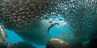 Semarnat manda a revisión autorización de proyecto turístico en Cabo Pulmo