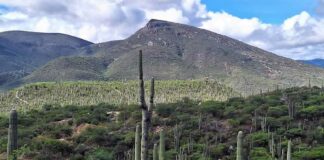 Organizaciones rechazan recorte de casi 40% para proteger medio ambiente