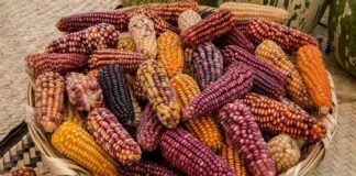 Urgen aprobar reforma constitucional de agua, alimentación y protección al ambiente