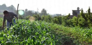 Grave retroceso la reforma sobre maíces nativos: Campaña Sin Maíz No Hay País