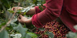 Con privilegios, Nestlé desplaza a productores de café en México