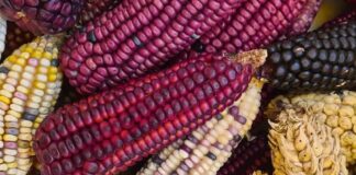 Sheinbaum envía Reforma Constitucional para proteger al maíz de transgénicos