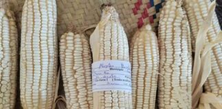 Claudia Sheinbaum rectifica y presenta nueva reforma sobre maíz nativo