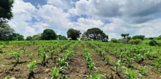 Invitan a conversatorio sobre la actualidad del campo mexicano