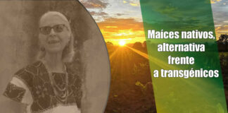 Maíces nativos, alternativa frente a transgénicos