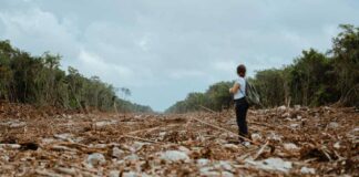 Por Tren Maya, se perderán más de 2 millones ha de cobertura natural