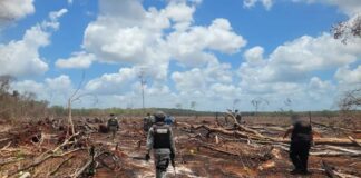Clausuran desmonte ilegal de 2 mil 600 ha en la Península de Yucatán