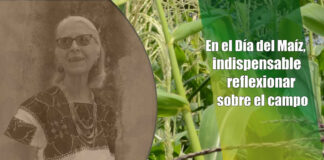 En el Día del Maíz, indispensable reflexionar sobre el campo