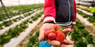 Cosucoop pide al Congreso un IEPS reducido para Pascual Boing