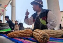 SECIHTI viola prohibición constitucional sobre maíces genéticamente modificados