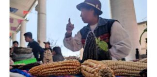 SECIHTI viola prohibición constitucional sobre maíces genéticamente modificados