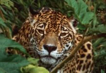 Tribunal Colegiado concede suspensión definitiva del Tramo 5 del Tren Maya