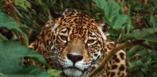 Tribunal Colegiado concede suspensión definitiva del Tramo 5 del Tren Maya