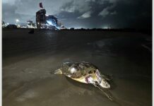 Derrame petrolero habría iniciado en plataforma de Campeche, documentan organizaciones