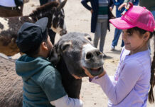 Burrolandia y Pascual: 20 años juntos en favor de los burros