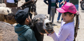 Burrolandia y Pascual: 20 años juntos en favor de los burros