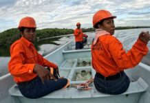 Se han perdido 27 mil hectáreas de manglar en cinco años, informa Conabio