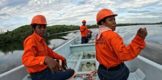 Se han perdido 27 mil hectáreas de manglar en cinco años, informa Conabio
