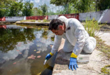 Desechos de miles de cerdos contaminan cenotes en Yucatán