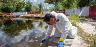 Desechos de miles de cerdos contaminan cenotes en Yucatán