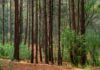 Pueblo Tlahuica pide protección de 18 mil ha comunales del Gran Bosque de Agua